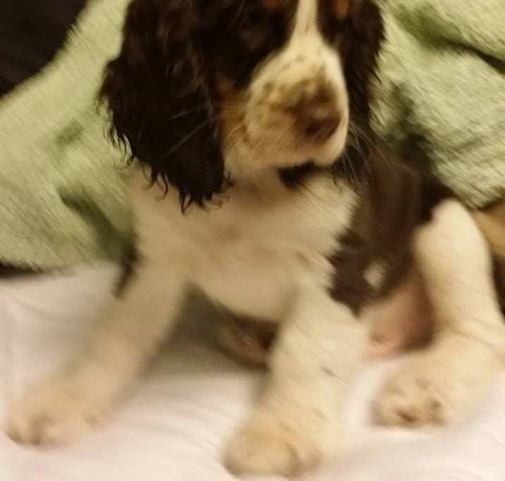 Photo of Charley Boy