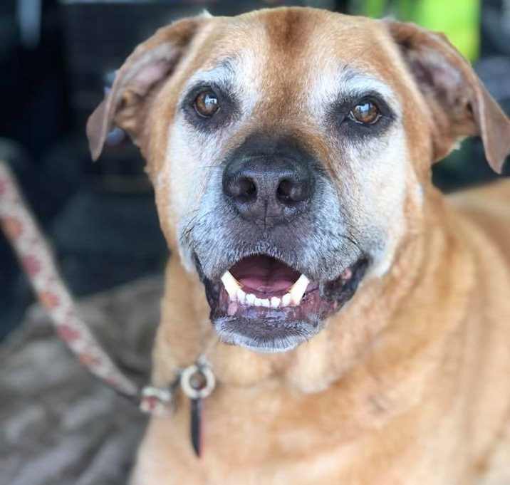 Photo of Koda *READ ENTIRE STORY