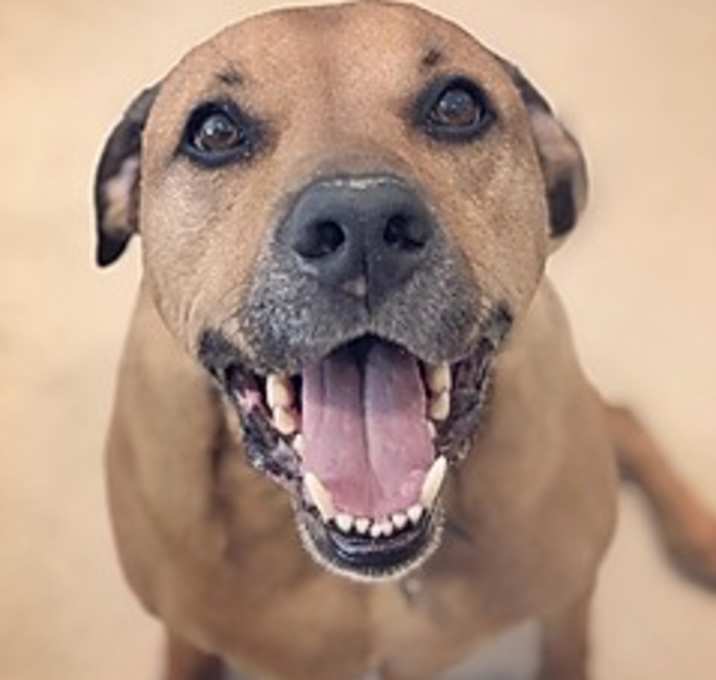 Photo of Bo *READ ENTIRE STORY