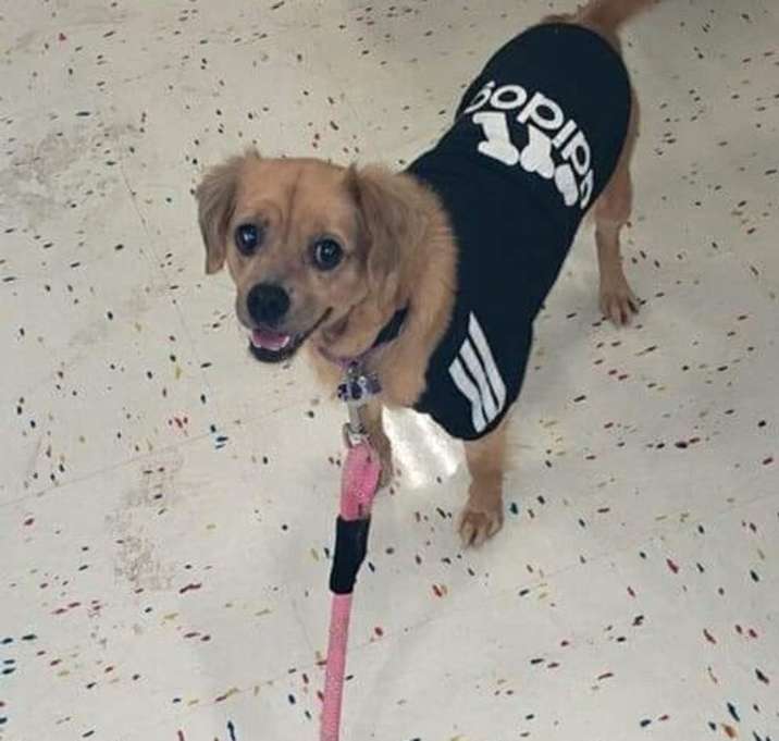 Photo of Harlow V1222