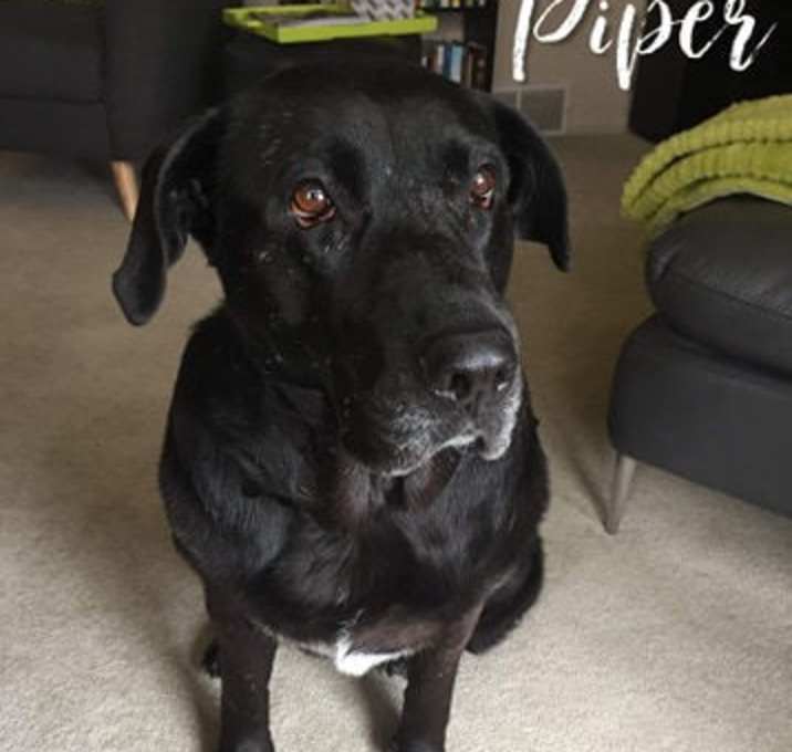 Photo of Piper