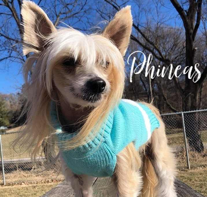 Photo of Phineas