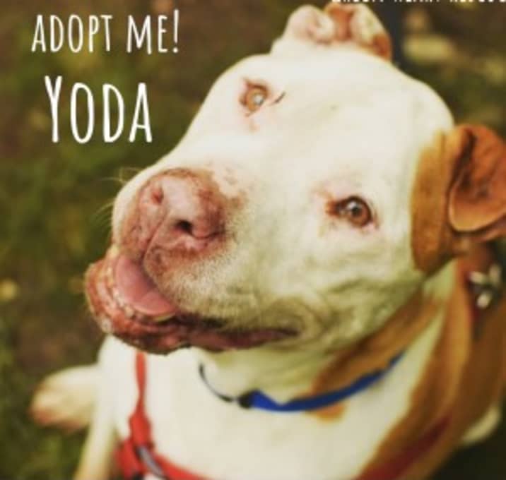 Photo of Yoda