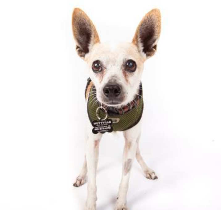 Photo of Buffalo Bill