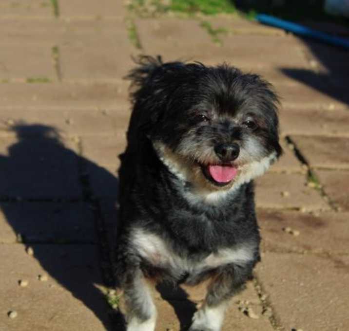 Photo of Rocky of Gaffney