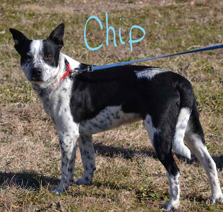 Photo of Chip
