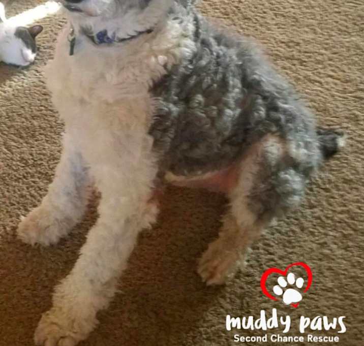 Photo of Koda (Courtesy Post) - no longer taking applications