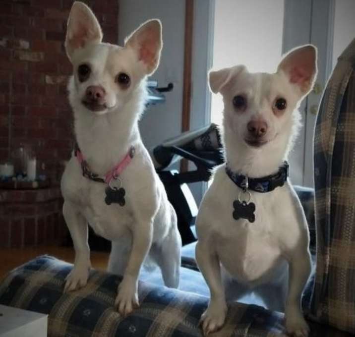 Photo of Precious, a Maltese-Terrier mix female