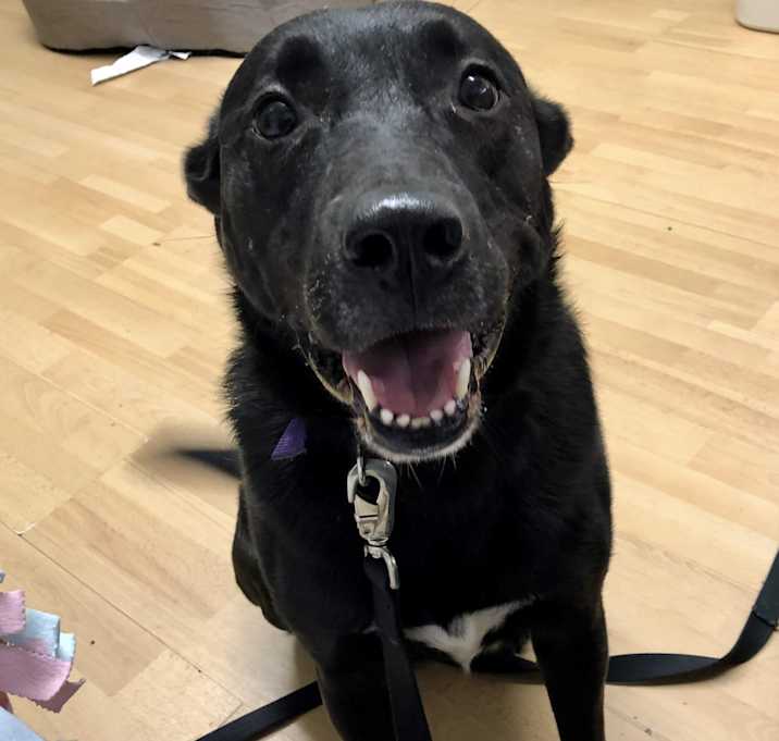 Photo of Annie in CT