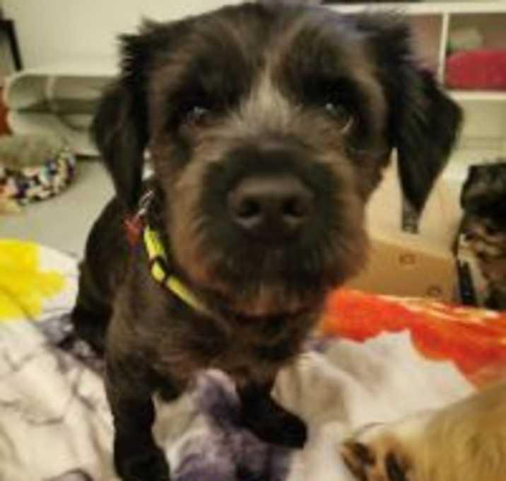 Photo of Masha & Rufus BONDED