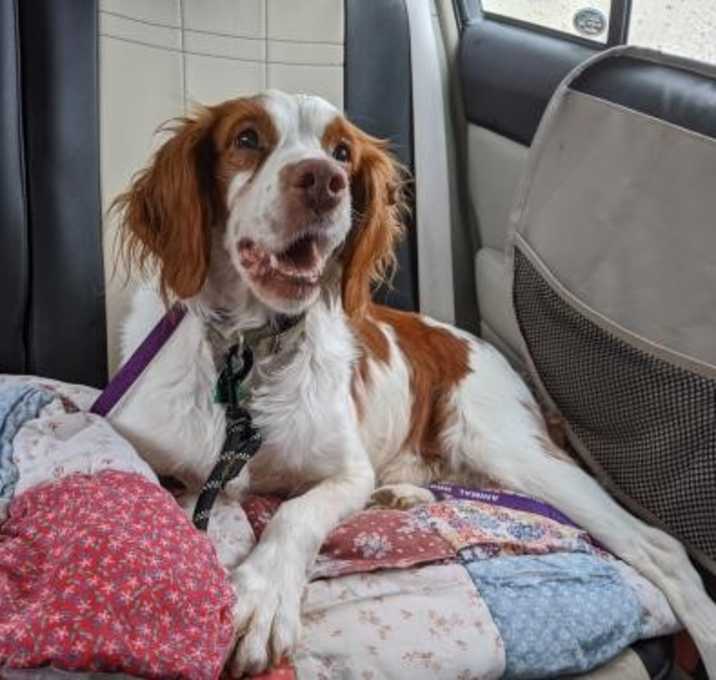 Photo of TN/Beau (Boogie)