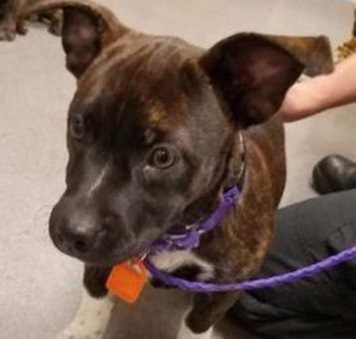 Photo of Scarlet Guinevere 