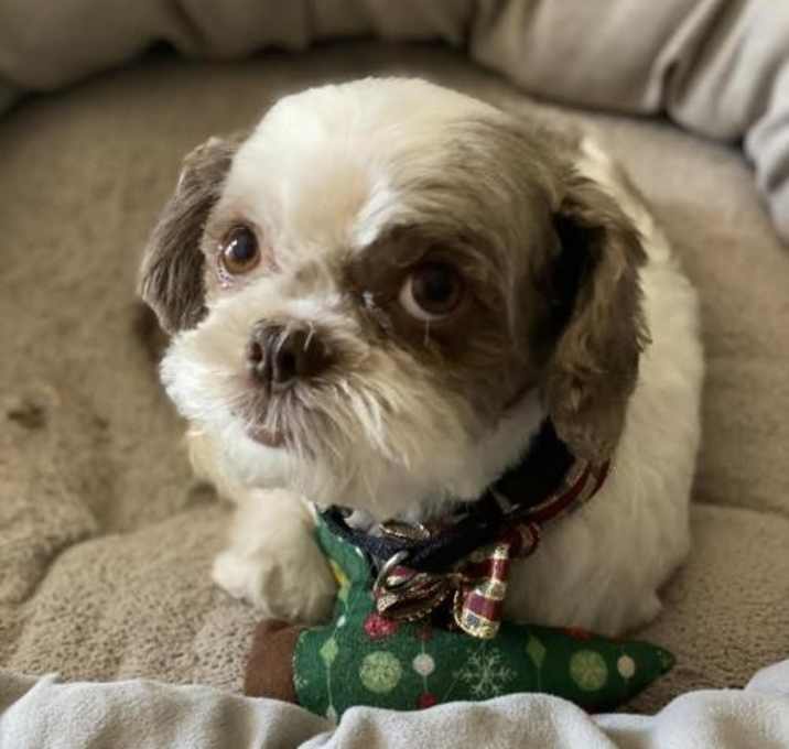 Photo of Bentley Too