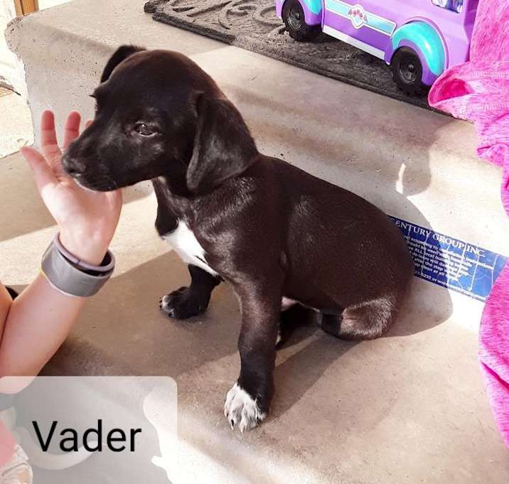 Photo of Vader