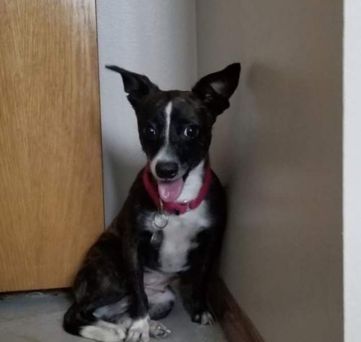 Photo of Pennie ***Bonded with Pepper***