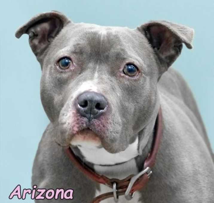 Photo of Arizona (in foster)
