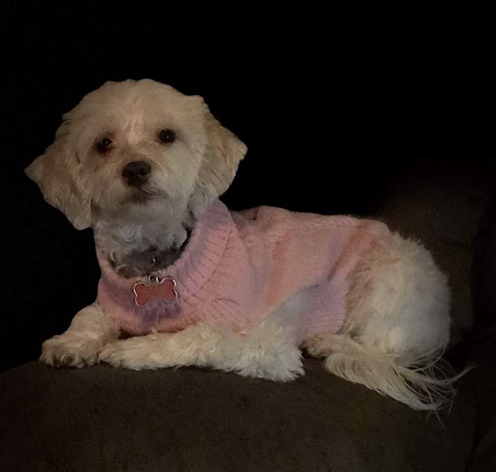 Photo of Molly (PENDING)