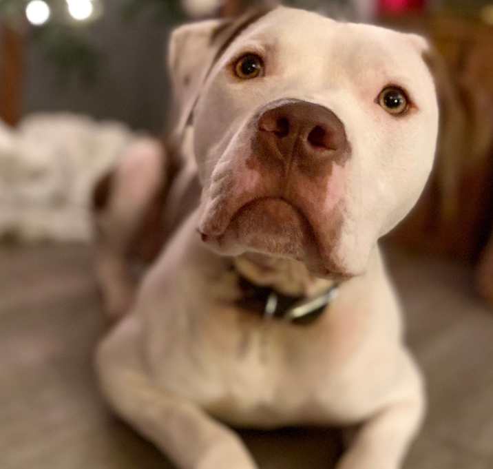 Photo of Royal Kingston