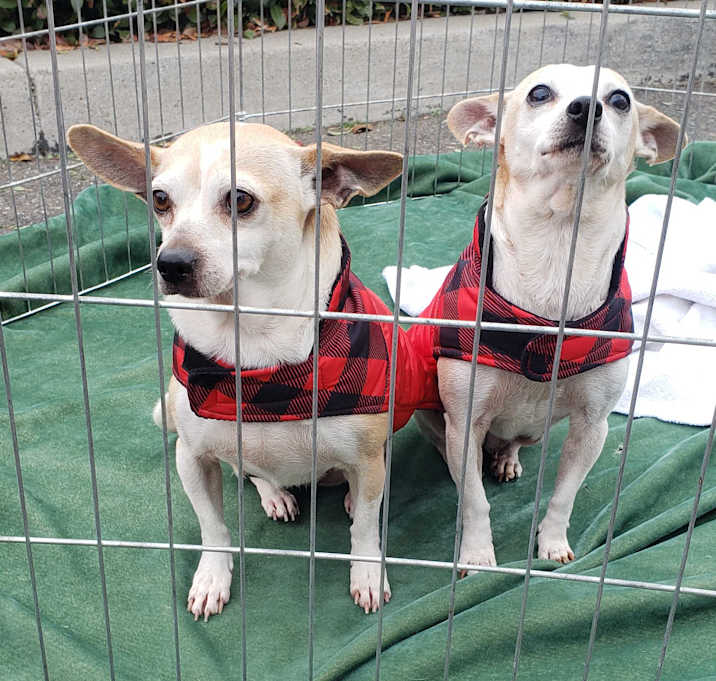 Photo of Sandy and Lucy