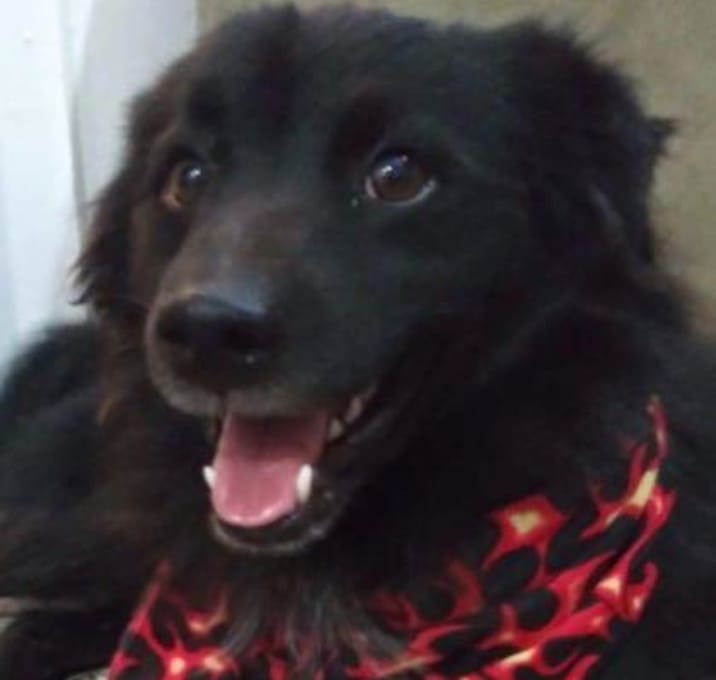 Photo of Zant *In Foster Care*