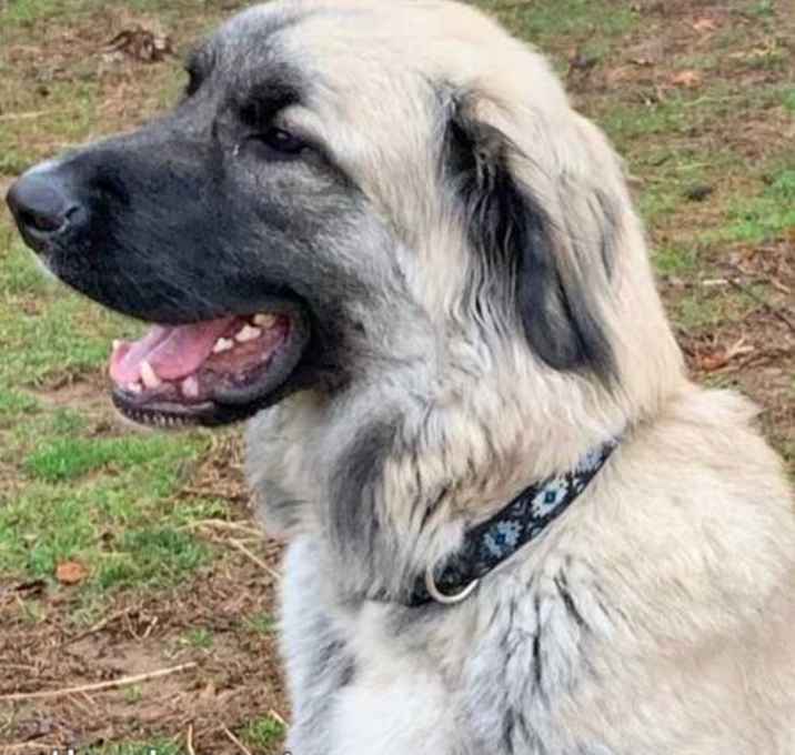 Photo of Zeus in VA - pending