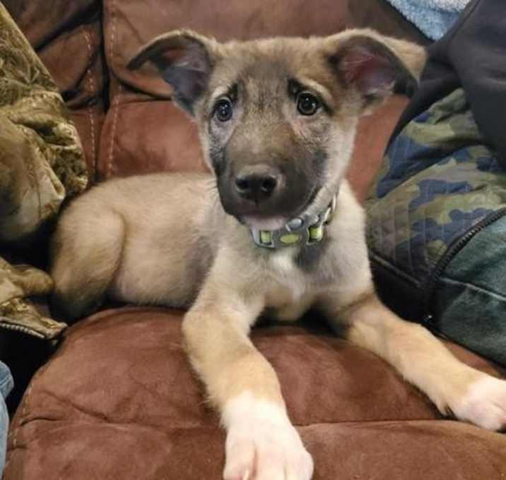 Photo of Pancho (Pup 5)