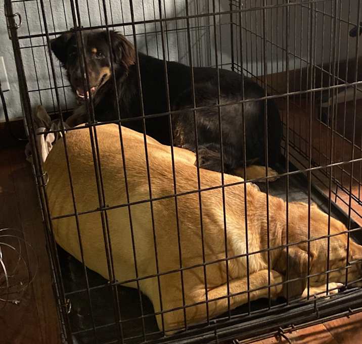 Photo of bentley and zues