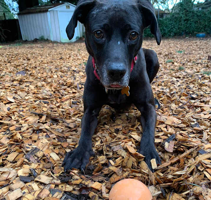 Photo of Melody - courtesy posting