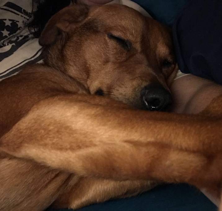 Photo of Obi (Obi-Wan)