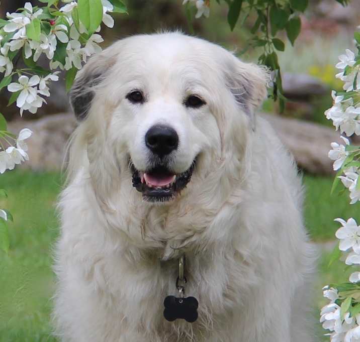 Photo of Moxie-COURTESY POST