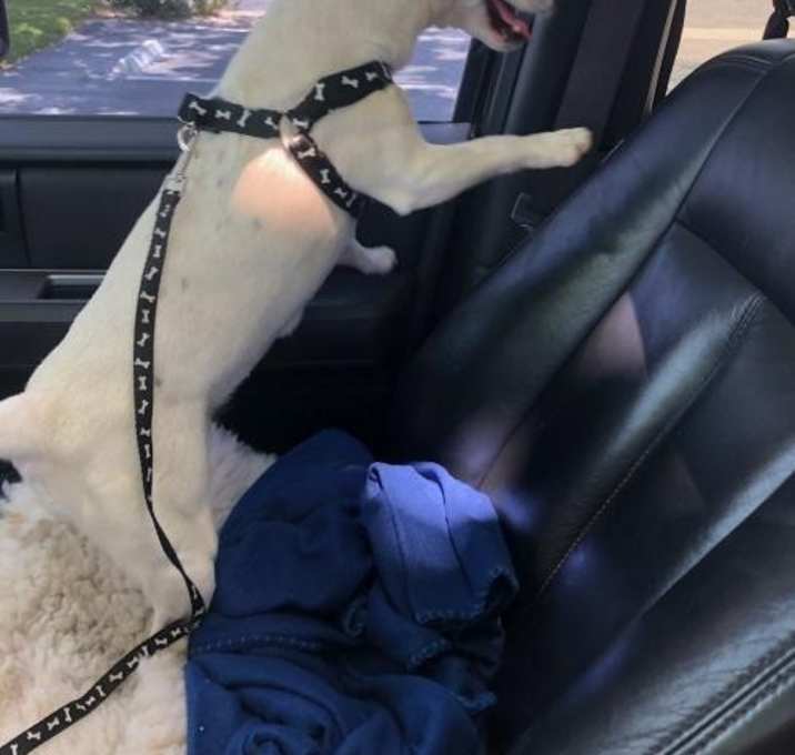 Photo of Pistol Annie