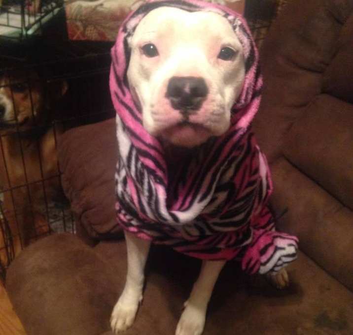 Photo of Marshmallow