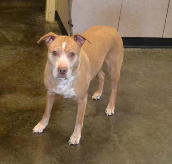 Photo of *in Foster Care* Maisey