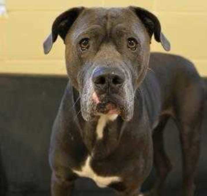 Photo of Sammy 33199