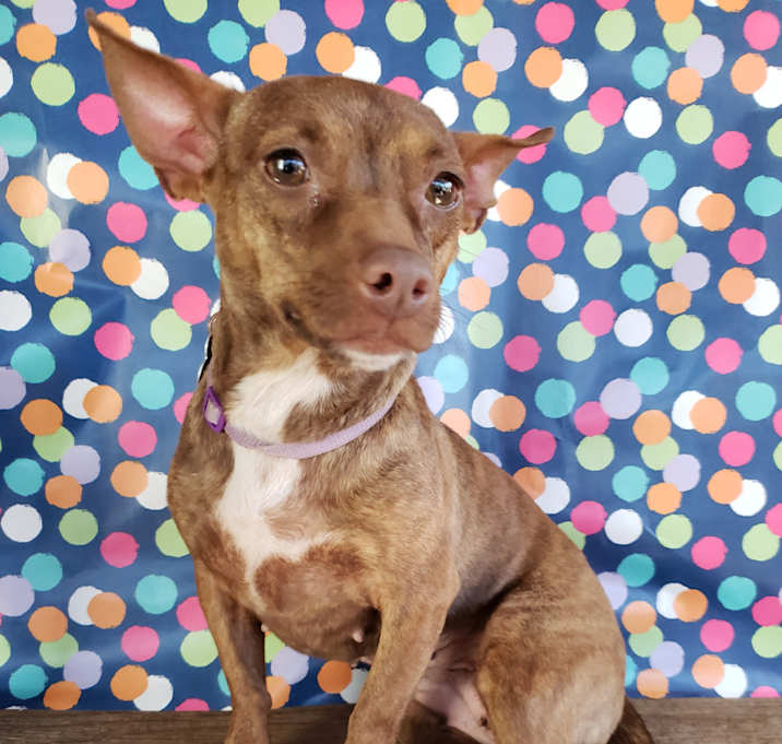 Photo of Sarah Jessica Barker