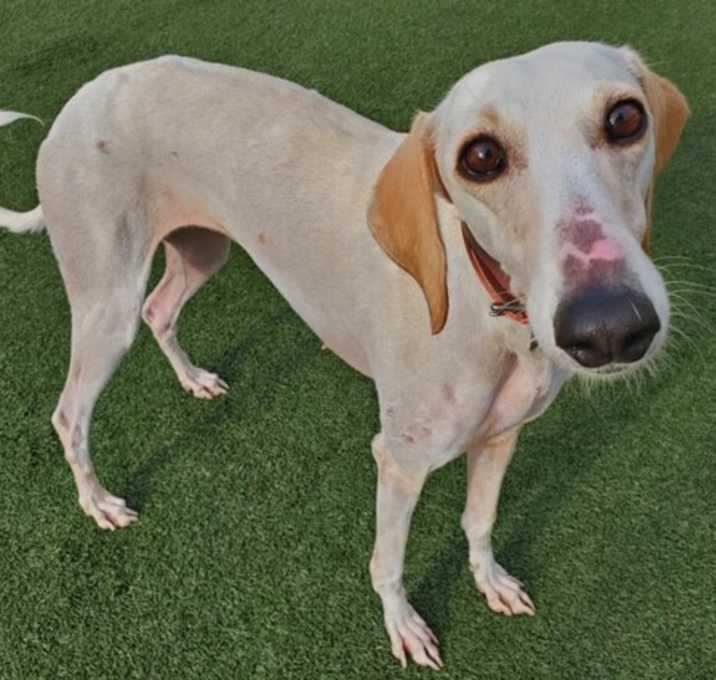 Photo of Tamara, curious & cute BFF!