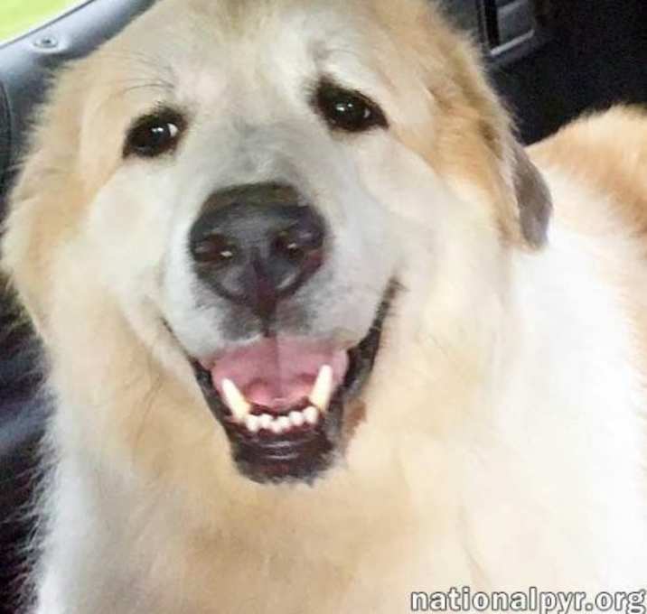 Photo of Beamer in NY - Smart Boy!