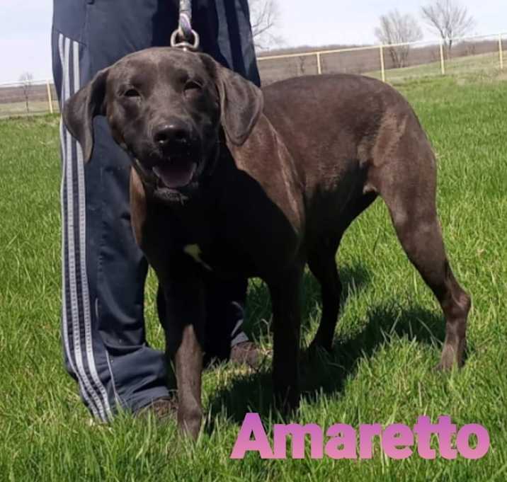 Photo of Amaretto