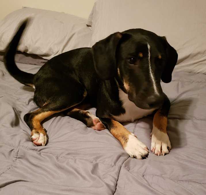 Photo of Buchanan (or Cannon)