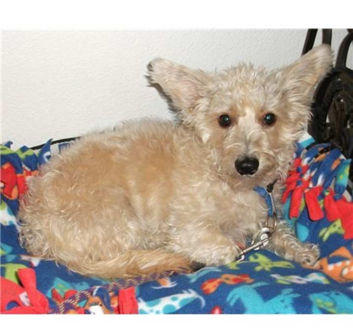 Photo of :WHITTIER in NV