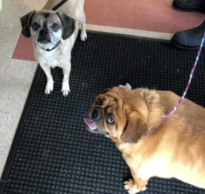 Photo of Lily and Lola  - Puggle Sisters
