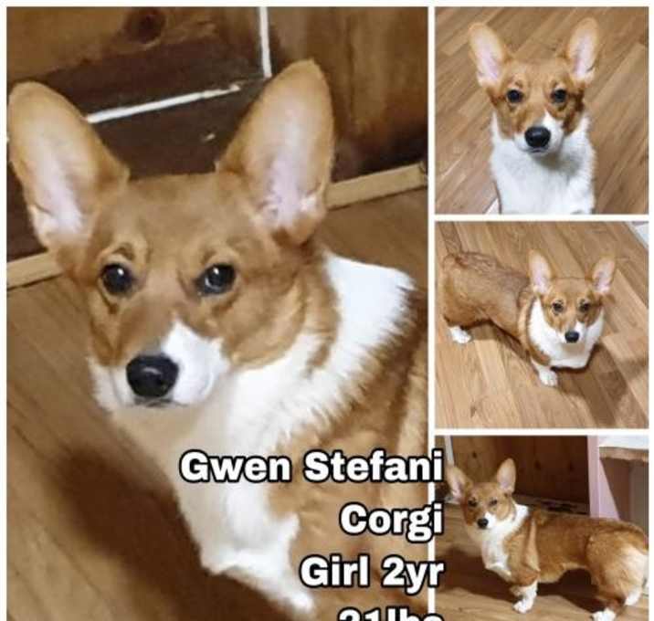 Photo of Gwen Stefani from Korea