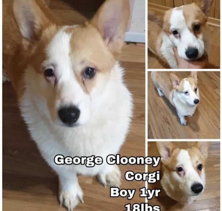 Photo of George Clooney from Korea