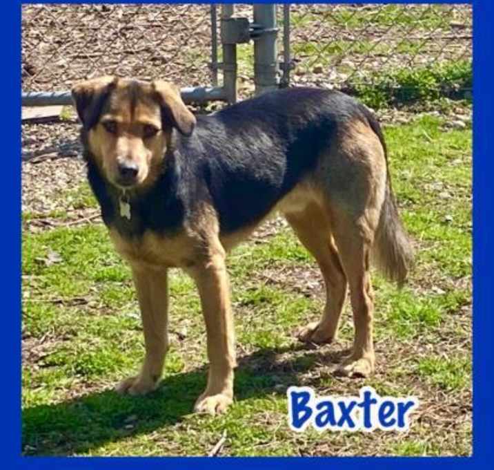 Photo of Baxter