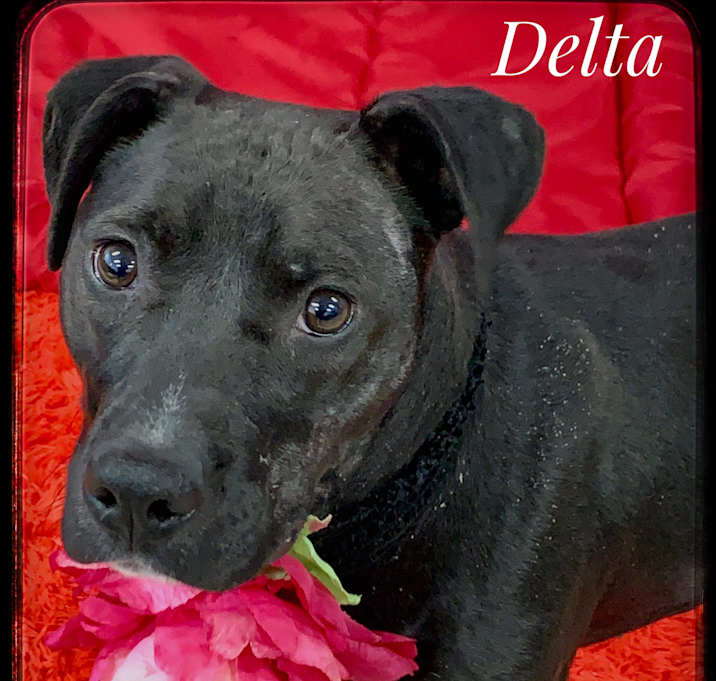 Photo of DELTA