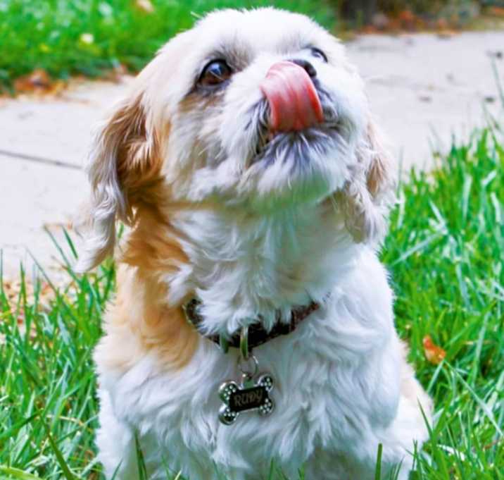Photo of Rudy ((Lhasa mix)