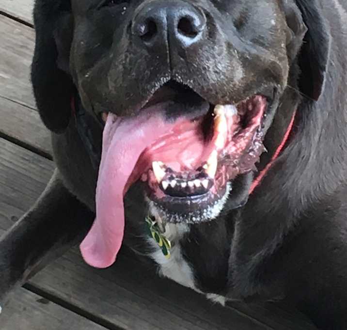 Photo of Gertrude aka Gertie