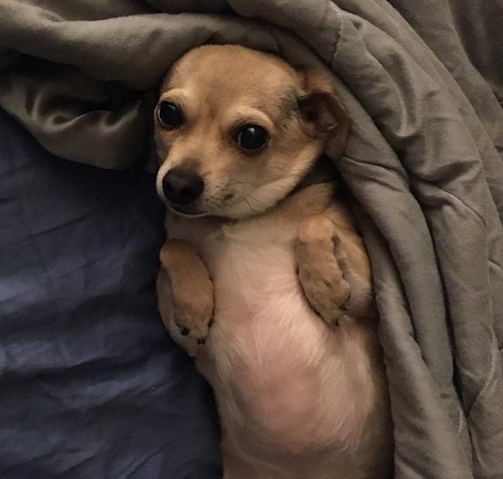 Photo of Beauregard (Beau)