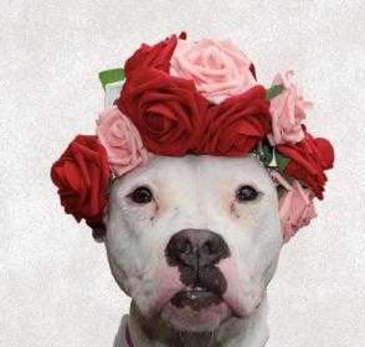 Photo of Sugar Cookie