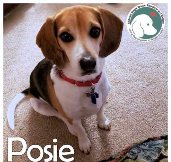 Photo of Posie